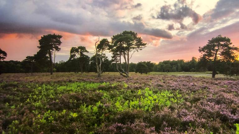 Uit het fotoboek 'Met andere ogen': De Strijbeekse Heide (foto: Christian Bastiaansen).