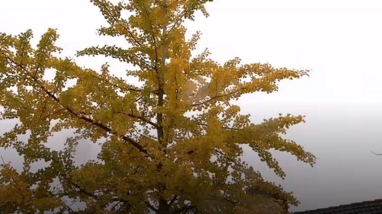 Een Ginkgo Biloba in Valkenswaard (Foto: NOS).