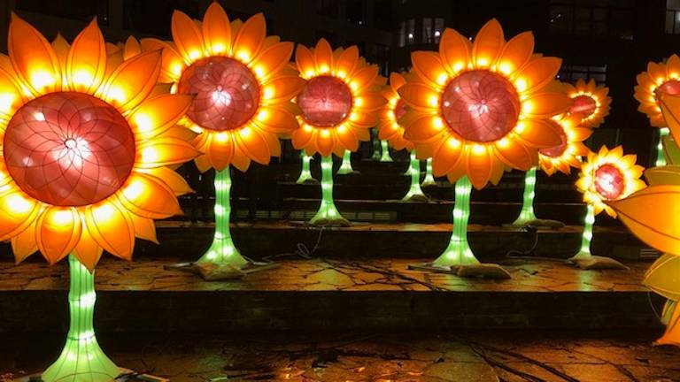 De zonnebloemen van Hugo Vrijdag op het Lichtplein in Eindhoven.