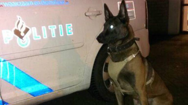 Archieffoto van een politiehond, niet de hond die in Roosendaal werd ingezet. (Foto: Politiehonden ZWB/Twitter)