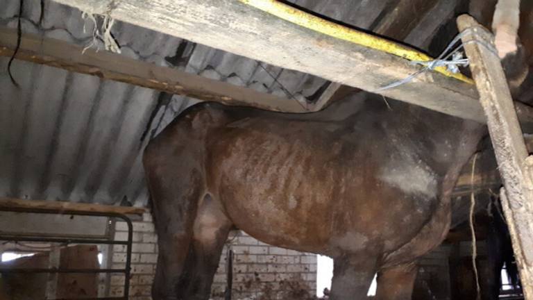 De dieren waren zwaar verwaarloosd. (foto: Dierenbescherming).
