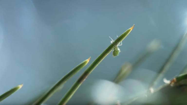 Insect in kerstboom.