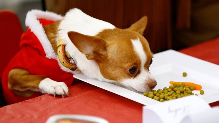 Foto: Dierenziekenhuis Eindhoven