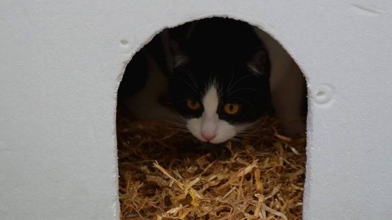 Zwerfkat in isobox (foto: Carolyn Schijvenaars).