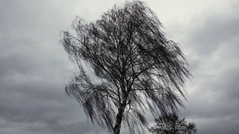 straffen Aanvrager gekruld Ook maandag regen en stevige wind verwacht: 'Het is zo zonde, precies nu' -  Omroep Brabant