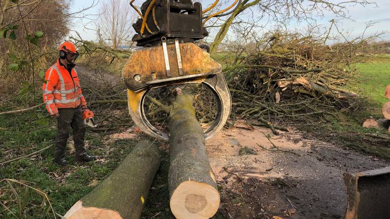 Zieke essen maken plaats voor andersoortige bomen.