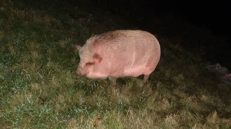 De dierenambulance hoopt dat het baasje zich meldt. (Foto: Dierenambulance Brabant Noord-Oost)