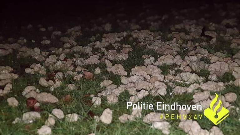 Ook onder de boom was de grond bezaaid met henneptoppen. (Foto: Facebook politie Eindhoven)