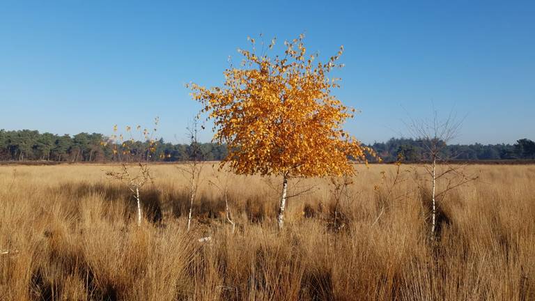 Aangename temperaturen komend weekend (foto: Tony Bogers).