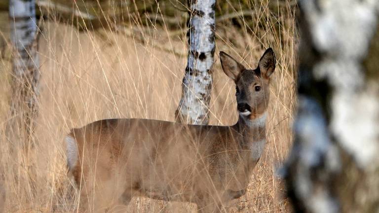 Ree in het wild. (Foto: Ben Saanen)