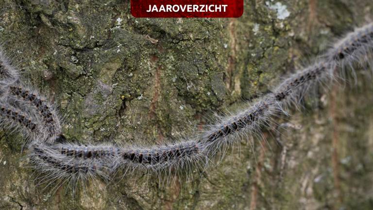 De eikenprocessierups bezorgde ons jeuk en ellende afgelopen zomer.