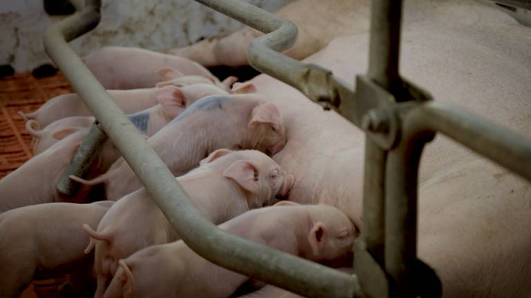 Biggen in een stal (foto: Omroep Brabant).