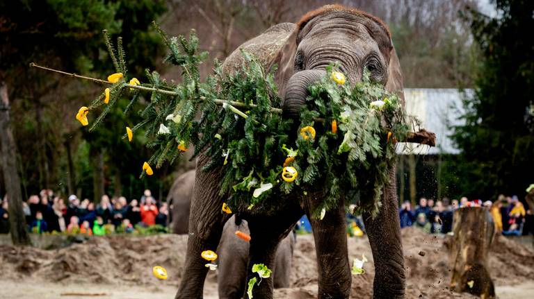 Foto: Robin van Lonkhuijsen/ANP