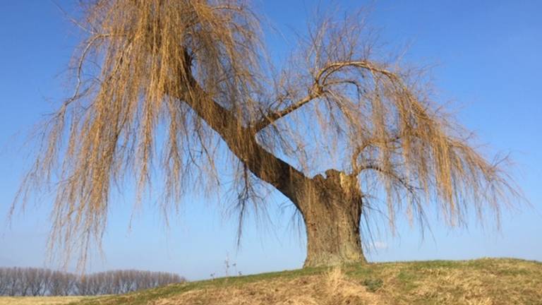 De boom op de dijk 'die alles zag' en de strijd overleefde (foto: Willem-Jan Joachems)