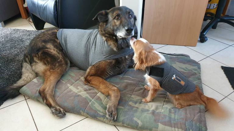 Herder Zoran en chihuahua Zhen zijn sinds vorig jaar minder bang voor vuurwerk. (Foto: Patricia Otten Gerwen)