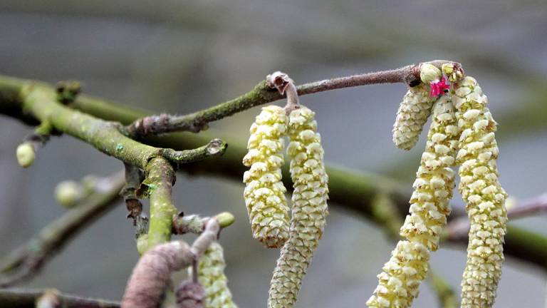 Op sommige plekken staat de hazelaar al in bloei (foto: Ben Saanen)