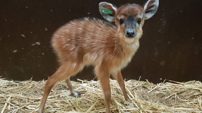 De kleine moerasantilope maakt het goed. (Foto: Beekse Bergen)