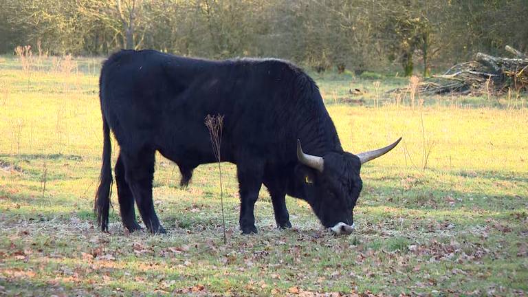 Een taurosstier (foto: Omroep Brabant)