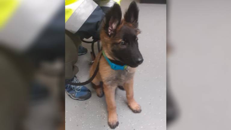 De 'gevonden' puppy (foto: Dierenambulance Brabant Noord-Oost)