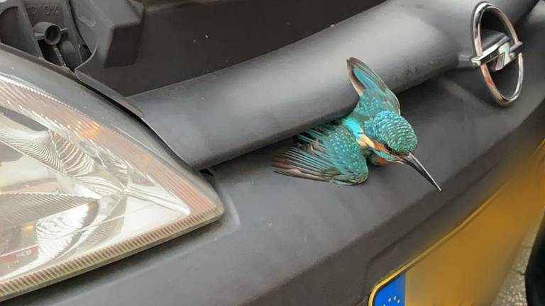 De ijsvogel vloog later meteen weg (foto: Frits de Wert)