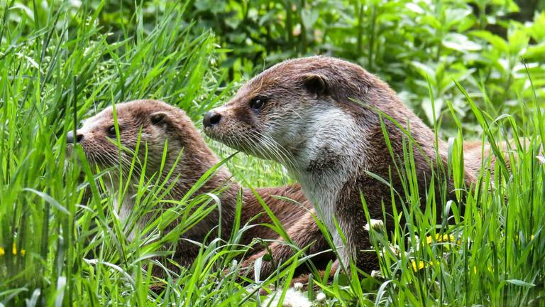 Niet de otters uit het verhaal (foto: Gerhard Gellinger).