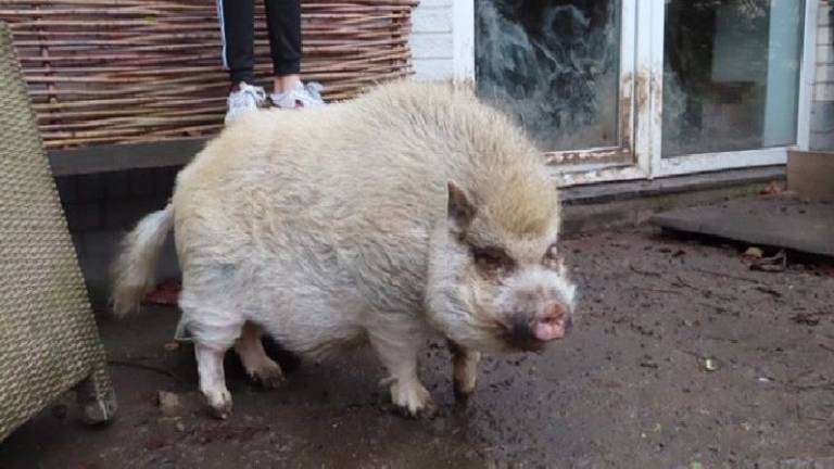 Barry zoekt een nieuw baasje (foto: Dierenbescherming).