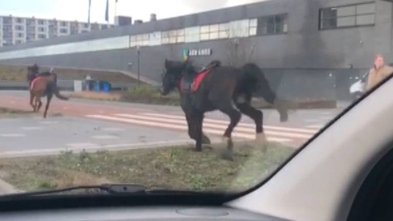 trui vlotter onwetendheid Op hol geslagen paarden zetten Eindhoven op stelten, kinderen tijdens les  gevallen [VIDEO] - Omroep Brabant