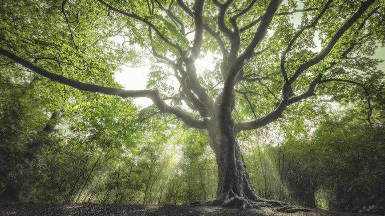 De Heksenboom is een ware schoonheid, maar is ze ook de allermooiste? (foto: Rob Visser).