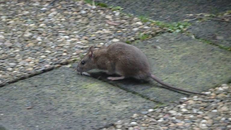 Een bruine rat in de tuin van Henk Smeets. (Foto: Henk Smeets)