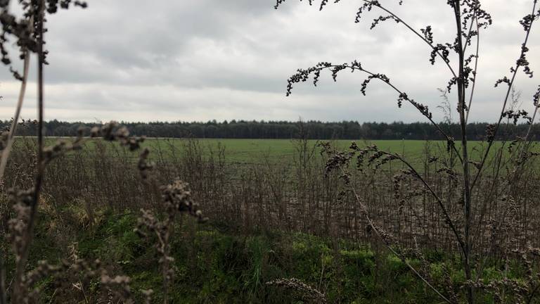 Achter deze bosrand ligt het beschermde natuurgebied Kempenland-West  