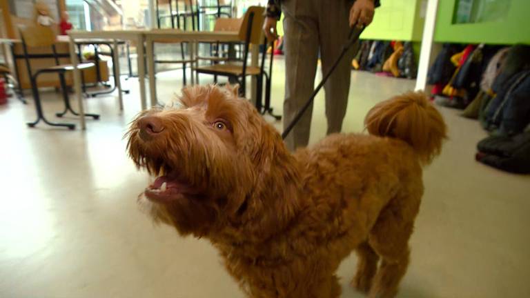 De Touwladder's eigen schoolhond.