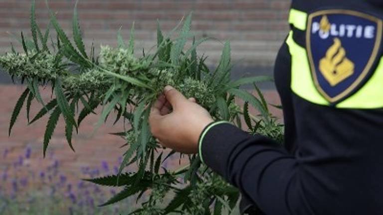 Wietplantje (foto: politie)