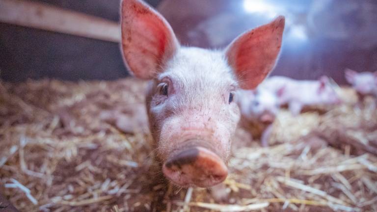 Op zoek naar gelukkigere varkens in Venhorst.