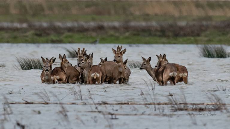 Reeën in de Noordwaard op de vlucht voor het wassende water (foto Bram Oostdijk).