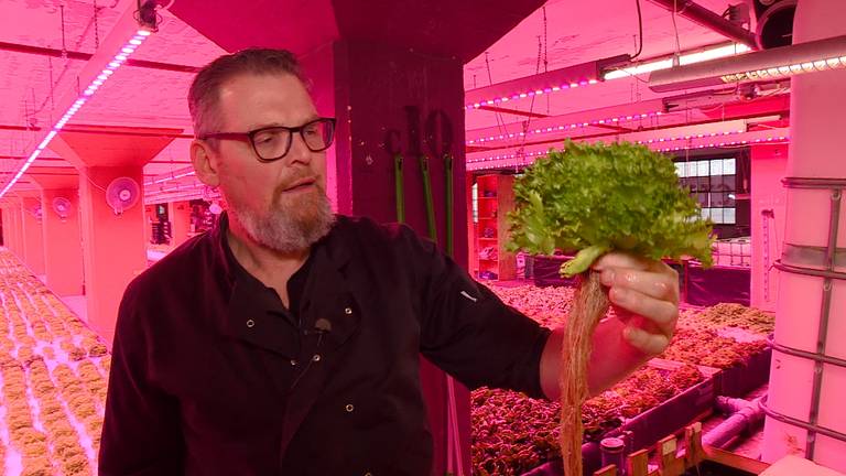 Jos Hakkenes met krop sla die gekweekt is vissenpoep (foto; Jan Peels)