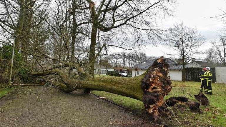 Bomen blokkeren de weg in Oisterwijk. (Foto: Toby de Kort / De Kort Media)