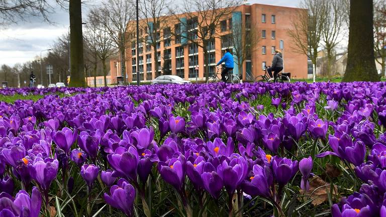 Krokussen in de bloei in Breda (foto: Erald van der Aa).