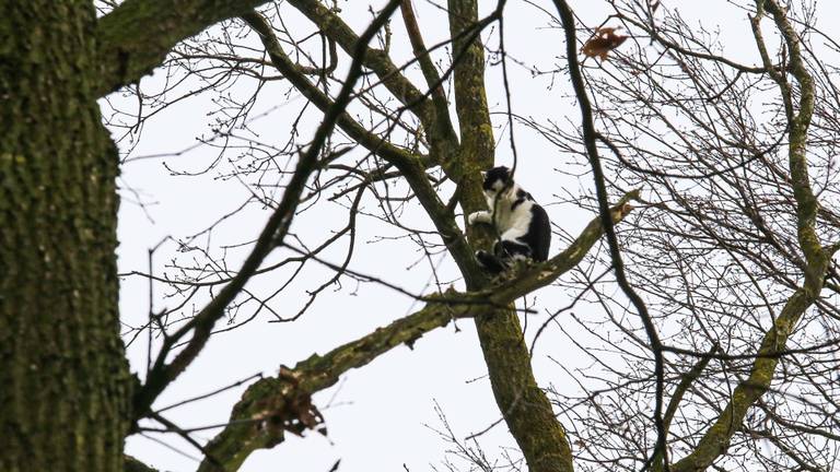 Kat durft de boom niet meer uit in Bakel (foto: Harrie Grijseels/SQ Vision)