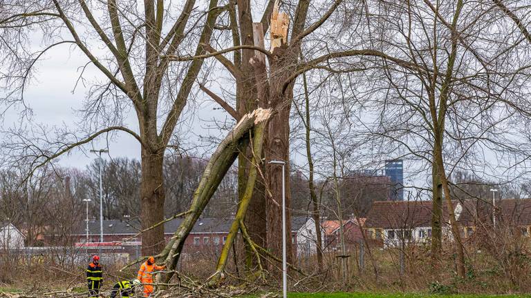 Boom kapot gewaaid op Goirkekanaaldijk Tilburg. Foto: Jack Brekelmans