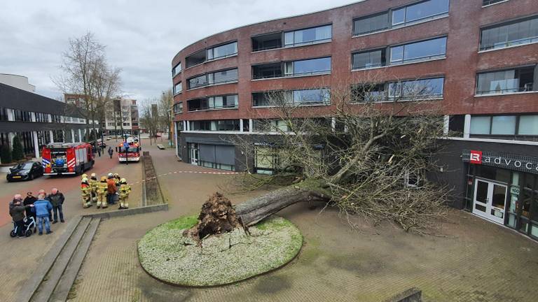 Boom valt op pand De Ridderhof in Oss