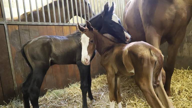 De veulentjes bij elkaar (foto: Facebook Annelies van den Broek