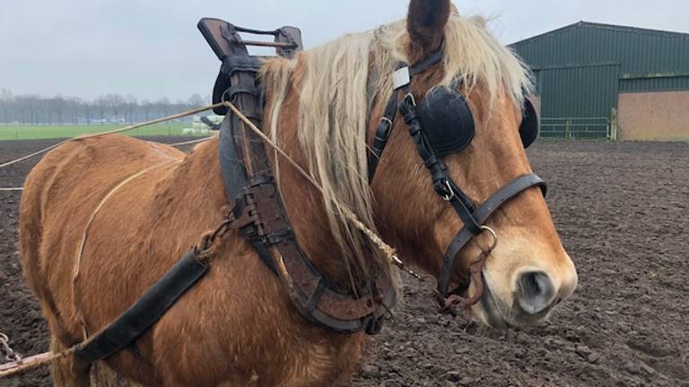 Omroep Brabant