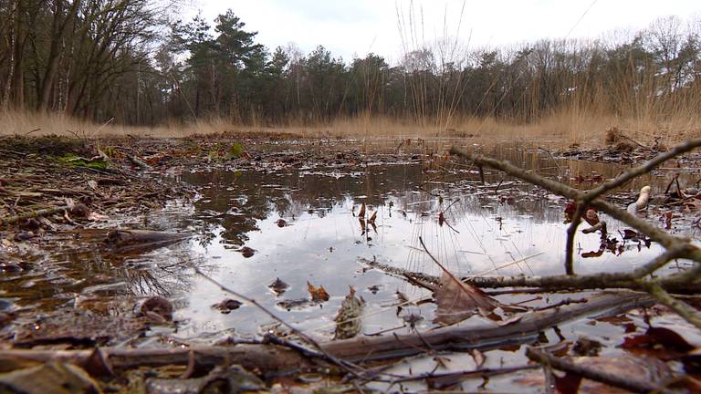 In Oisterwijk staan delen bos helemaal onder water.
