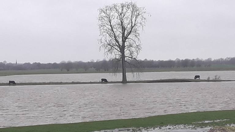 Drie grote grazers zitten vast. (Foto: Rudy van Haren)