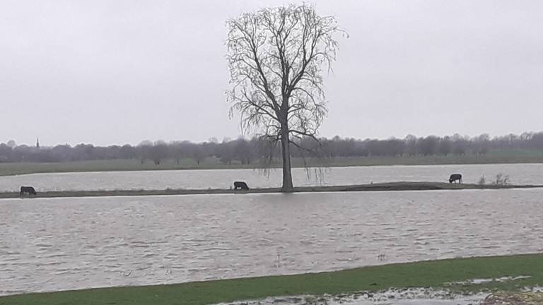 Drie grote grazers zitten vast. (Foto: Rudy van Haren)