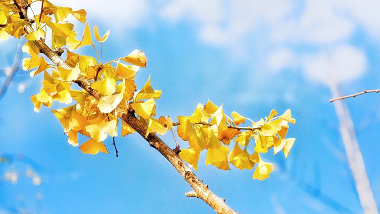 Het typische blad van de ginkgo biloba.