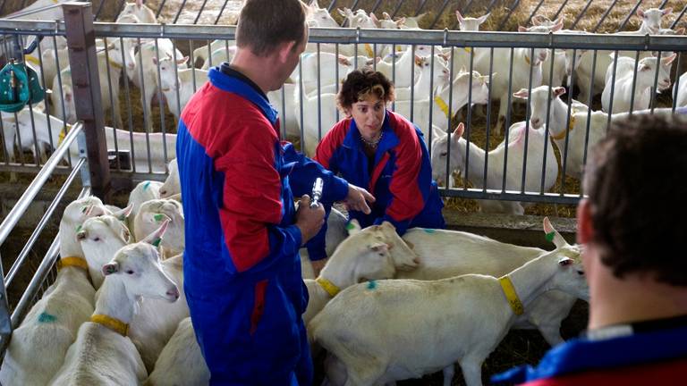 Minister Verburg (CDA) van Landbouw in 2009 bij de vaccinatie van een geit in Etten-Leur (Foto: ANP).