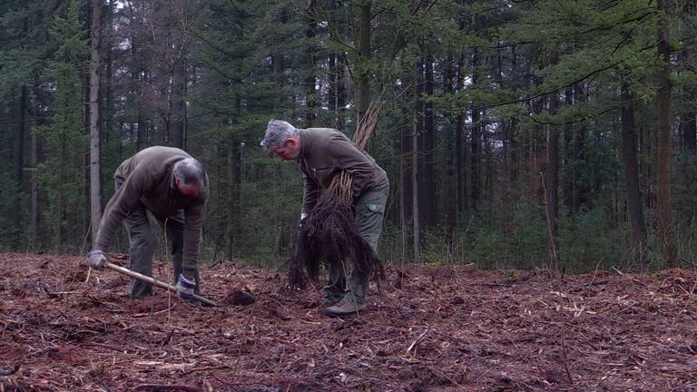 In het bos bij Sint Anthonis planten ze nieuwe bomen