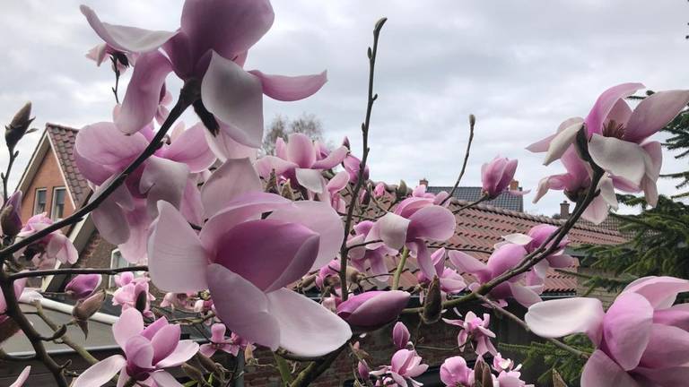 Magnolia's beginnen weer te bloeien. (Foto: Erik Peeters)