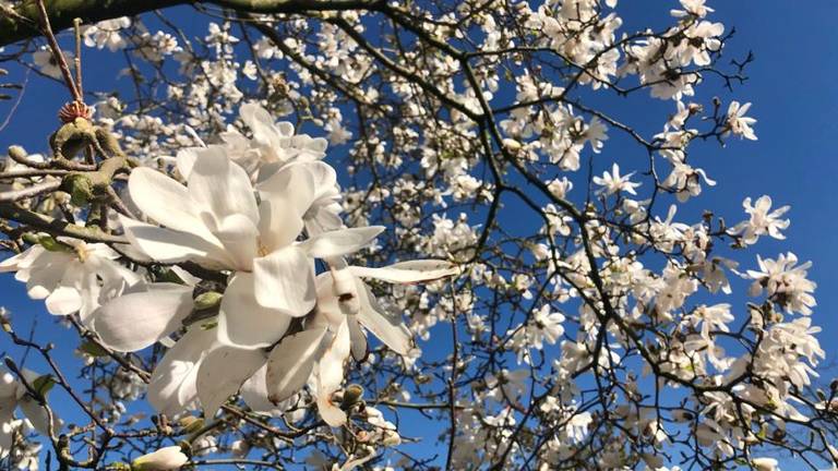 Er zijn wel duizend verschillende magnolia's. (Foto: Erik Peeters)